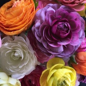 Meet your Posher, Birdy